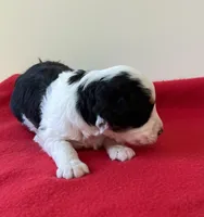 Stella, a female Miniature Aussiedoodle for sale in Huntsville, AL – Photo 5 of 7