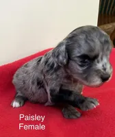 Paisley, a female Miniature Aussiedoodle for sale in Huntsville, AL – Photo 4 of 6