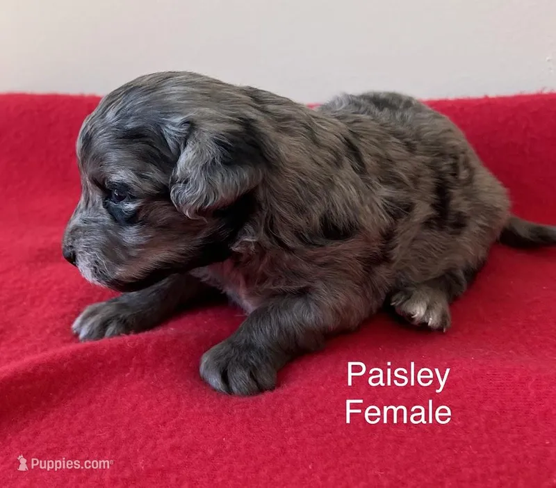 Paisley – Miniature Aussiedoodle puppy for sale in Huntsville, AL