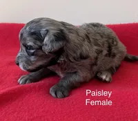 Paisley, a female Miniature Aussiedoodle for sale in Huntsville, AL – Photo 1 of 6