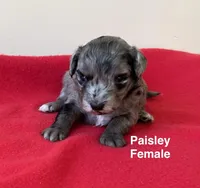 Paisley, a female Miniature Aussiedoodle for sale in Huntsville, AL – Photo 3 of 6