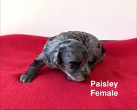 Paisley, a female Miniature Aussiedoodle for sale in Huntsville, AL – Photo 2 of 6