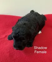 Shadow, a female Miniature Aussiedoodle for sale in Huntsville, AL – Photo 4 of 6