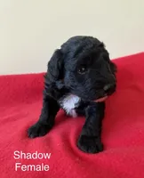 Shadow, a female Miniature Aussiedoodle for sale in Huntsville, AL – Photo 3 of 6