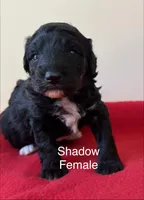 Shadow, a female Miniature Aussiedoodle for sale in Huntsville, AL – Photo 1 of 6
