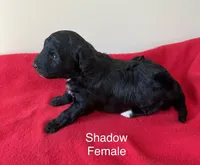 Shadow, a female Miniature Aussiedoodle for sale in Huntsville, AL – Photo 2 of 6