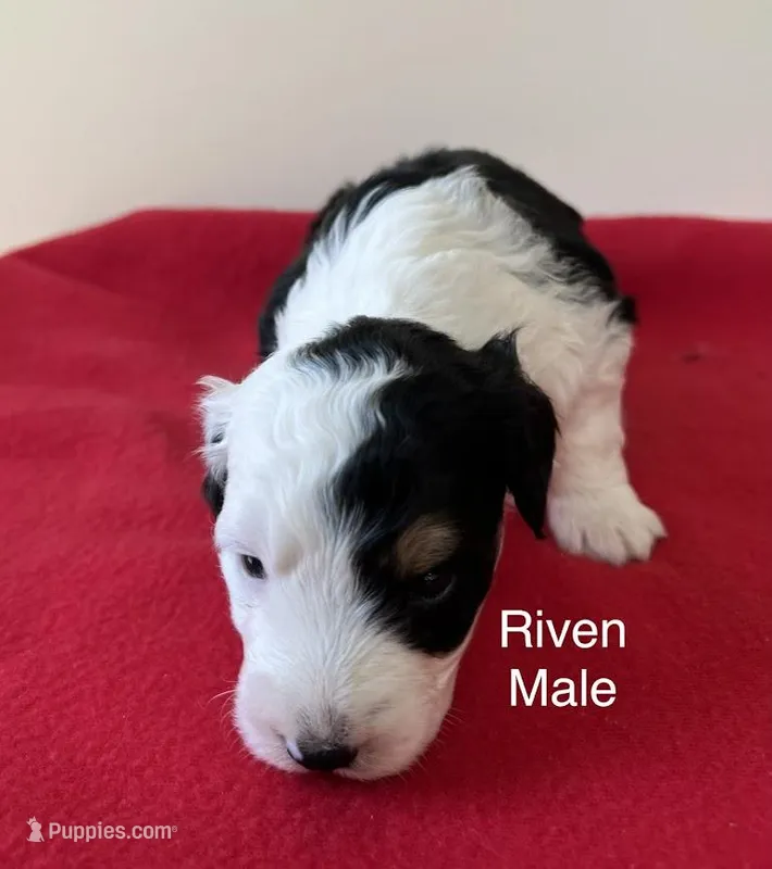 Riven – Miniature Aussiedoodle puppy for sale in Huntsville, AL