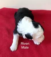 Riven, a male Miniature Aussiedoodle for sale in Huntsville, AL – Photo 2 of 6