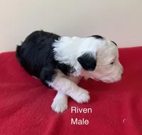 Riven, a male Miniature Aussiedoodle for sale in Huntsville, AL – Photo 3 of 6