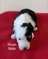 Riven, a male Miniature Aussiedoodle for sale in Huntsville, AL – Photo 4 of 6