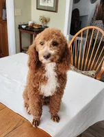 Misty, a female Miniature Aussiedoodle for sale in Huntsville, AL – Photo 8 of 8