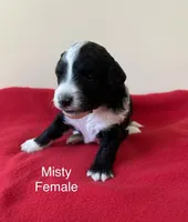 Misty, a female Miniature Aussiedoodle for sale in Huntsville, AL – Photo 4 of 8