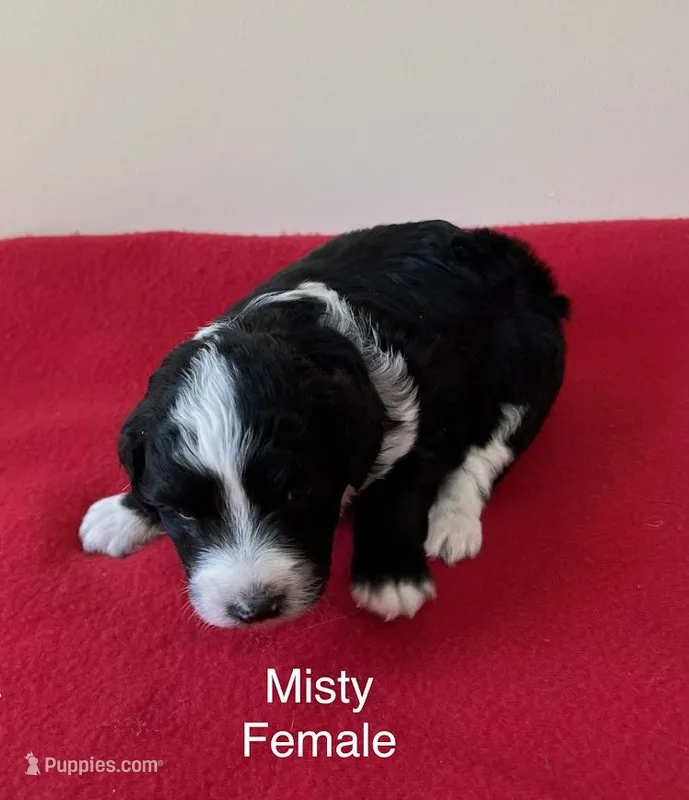 Misty – Miniature Aussiedoodle puppy for sale in Huntsville, AL
