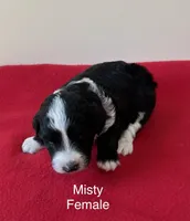 Misty, a female Miniature Aussiedoodle for sale in Huntsville, AL – Photo 1 of 8