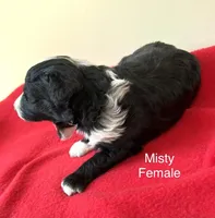 Misty, a female Miniature Aussiedoodle for sale in Huntsville, AL – Photo 3 of 8