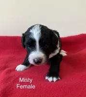 Misty, a female Miniature Aussiedoodle for sale in Huntsville, AL – Photo 5 of 8