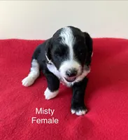 Misty, a female Miniature Aussiedoodle for sale in Huntsville, AL – Photo 6 of 8
