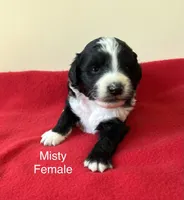 Misty, a female Miniature Aussiedoodle for sale in Huntsville, AL – Photo 2 of 8