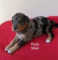 Rudy, a male Miniature Aussiedoodle for sale in Huntsville, AL – Photo 3 of 5