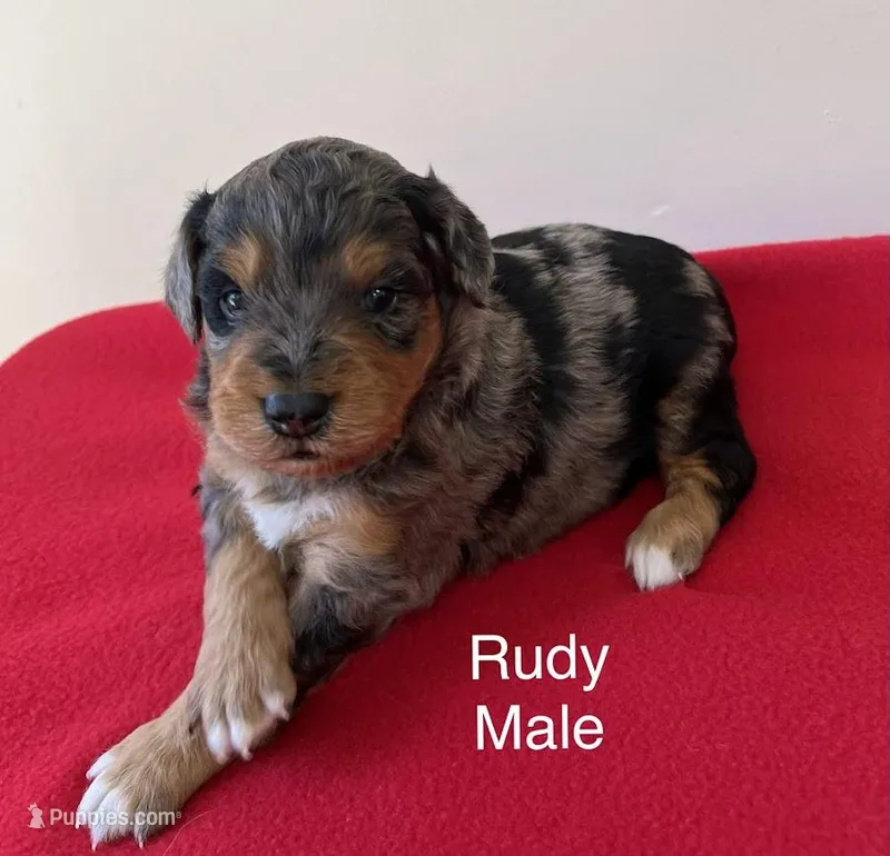 Rudy – Miniature Aussiedoodle puppy for sale in Huntsville, AL