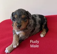 Rudy, a male Miniature Aussiedoodle for sale in Huntsville, AL – Photo 1 of 5