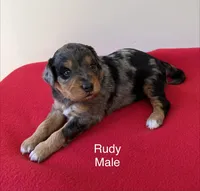 Rudy, a male Miniature Aussiedoodle for sale in Huntsville, AL – Photo 5 of 5