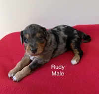 Rudy, a male Miniature Aussiedoodle for sale in Huntsville, AL – Photo 4 of 5