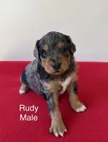 Rudy, a male Miniature Aussiedoodle for sale in Huntsville, AL – Photo 2 of 5