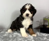 Cooper, a male Poodle - Miniature  and Bernedoodle for sale in Franklin, IN – 2 of 6