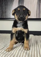 Cooper, a male Australian Cattle Dog and German Shepherd Dog for sale in Franklin, IN – 3 of 5