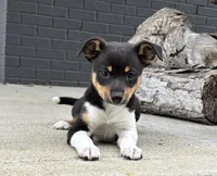 Poppy, a female Rat Terrier and Chihuahua for sale in Franklin, IN – 5 of 6