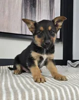 Jack, a male Australian Cattle Dog and German Shepherd Dog for sale in Franklin, IN – 4 of 5