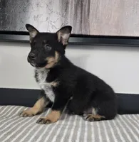 James, a male Australian Cattle Dog and German Shepherd Dog for sale in Franklin, IN – 4 of 6