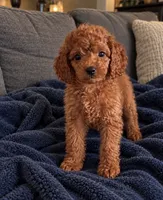 Jake, a male Cavapoo for sale in Indianapolis, IN – 2 of 5
