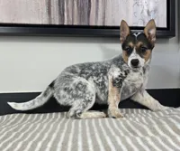 Lola , a female Australian Cattle Dog and German Shepherd Dog for sale in Franklin, IN – 5 of 5