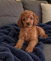 Jake, a male Cavapoo for sale in Indianapolis, IN – 3 of 5