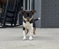 Poppy, a female Jack Russell Terrier and Rat Terrier for sale in Franklin, IN – 3 of 6