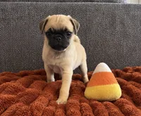 Boo, a male Pug for sale in Franklin, IN – 4 of 10