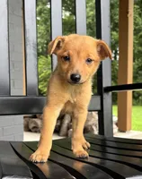Rosie, a female Jack Russell Terrier and Rat Terrier for sale in Franklin, IN – 4 of 6