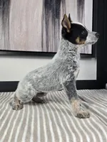 Luke, a male Australian Cattle Dog and German Shepherd Dog for sale in Franklin, IN – 4 of 5