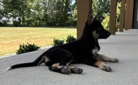 Brody, a male Australian Shepherd and German Shepherd Dog for sale in Franklin, IN – 4 of 9
