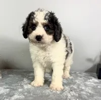 Henry, a male Poodle - Miniature  and Bernedoodle for sale in Franklin, IN – 2 of 6