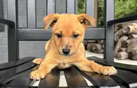 Daisy, a female Rat Terrier and Chihuahua for sale in Franklin, IN – 6 of 8