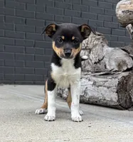 Poppy, a female Rat Terrier and Chihuahua for sale in Franklin, IN – 1 of 6