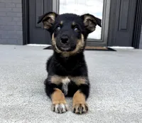 Willow, a female Australian Shepherd and German Shepherd Dog for sale in Franklin, IN – 2 of 6