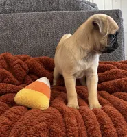 Boo, a male Pug for sale in Franklin, IN – 3 of 10