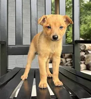 Rosie, a female Rat Terrier and Chihuahua for sale in Franklin, IN – 3 of 6