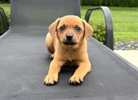 Winnie, a female Rat Terrier and Chihuahua for sale in Franklin, IN – 3 of 6