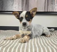 Bella , a female Australian Cattle Dog and German Shepherd Dog for sale in Franklin, IN – 1 of 5