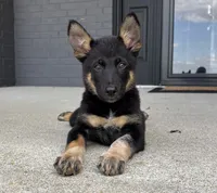 Brody, a male Australian Shepherd and German Shepherd Dog for sale in Franklin, IN – 2 of 9